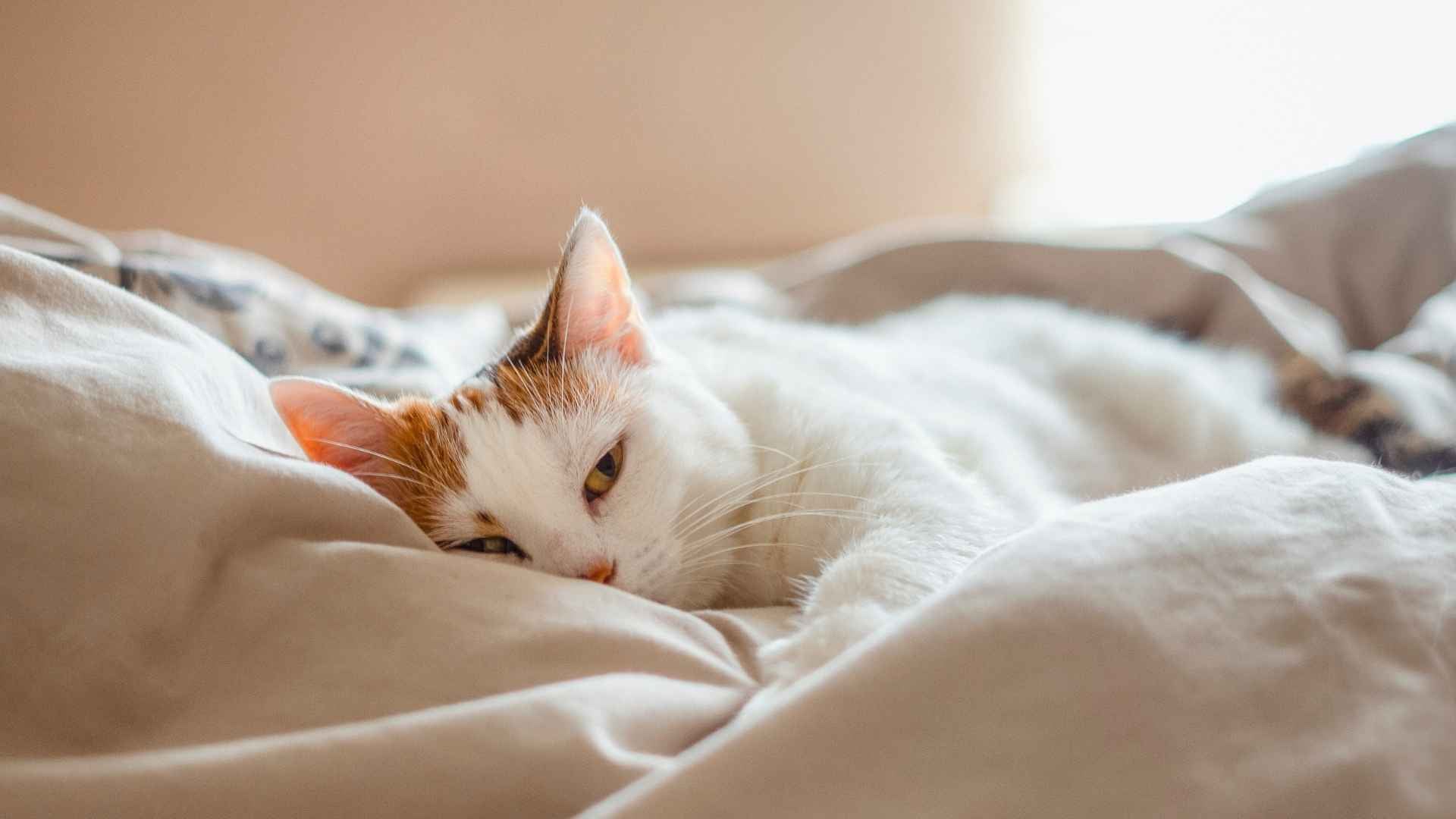 Gato después de usar feromonas para gatos